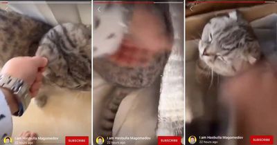 Social media star Hasbulla accused of punching and pulling ear of pet cat