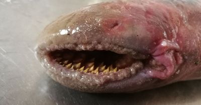 Rare blood-sucking VAMPIRE fish with rows of teeth found washed up on beach