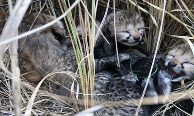 Female cheetah brought from Namibia gives birth to 4 cubs