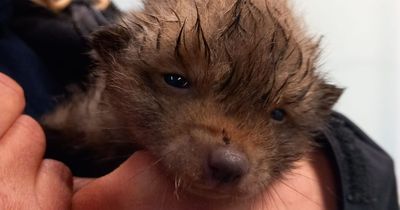 Tiny fox cub found ‘lifeless and soaking wet’ on Scots railway line saved by hero ranger