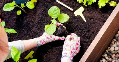 What you can plant in March - fruit and veg from potatoes to strawberries