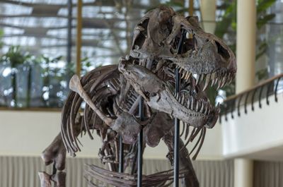 Rare T-Rex skeleton to go under the hammer in Switzerland