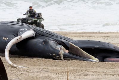 Dem senators from 4 states ask NOAA to address whale deaths