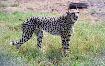 India announces birth of cheetah cubs 70 years after extinction