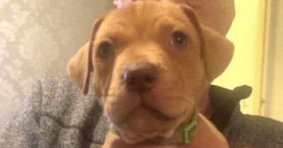 Hunt for puppies snatched from Scots home continues as cops appeal for info