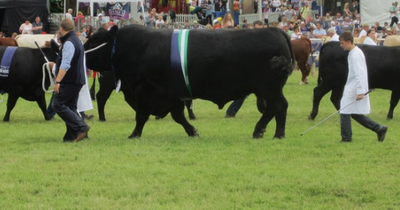 Peta urges Royal Highland Show to swap animal displays for 'turnip beauty pageant'