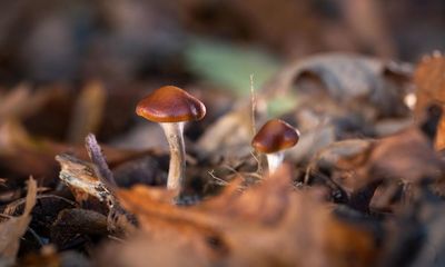 I tried magic mushrooms with my 15-year-old daughter