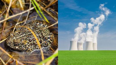 America Can Have More Clean Energy or More Toad-Protecting Regulations, but Not Both