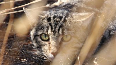 Petition calling for free desexing to address 'cat crisis' in South Australia attracts 11k signatures