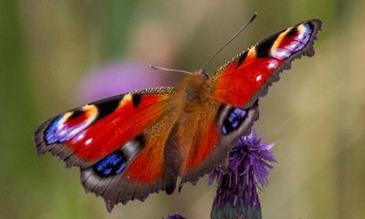 Fears for UK butterfly numbers after die-off in 2022 heatwave