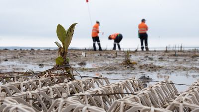 Scientists use 3D-printed biodegradable structures to halt erosion