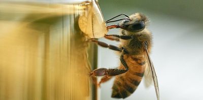 What can't bees do? Unique study of urban beehives reveals the secrets of several cities around the world