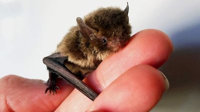 Microbats affected by recent cold snap could take refuge in people's homes