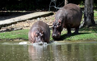 Removing Colombian druglord's hippos to cost $3.5 mn