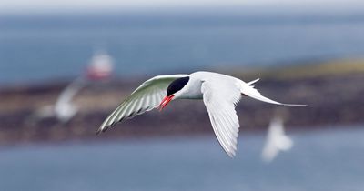 Mission to protect Scotland's seabirds from avian flu as species return to breed