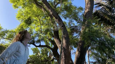 Perth councils vote to require development application for tall tree removal