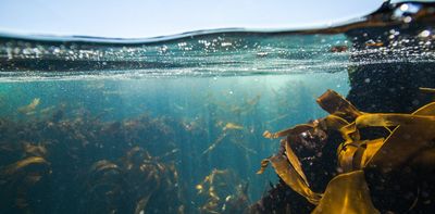 Whether you're a snorkeller or CEO, you can help save our vital kelp forests