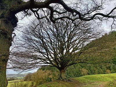 Country diary: The old oaks won’t believe it’s spring until they see it
