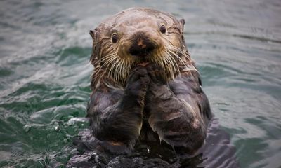 A rare parasite is killing California sea otters – is cat poop runoff to blame?