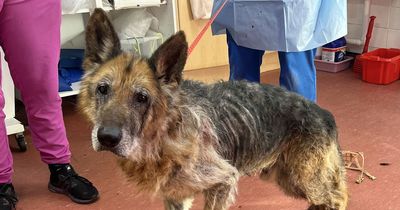 'Exhausted' elderly stray dog 'slept for two days' after being rescued by DSPCA