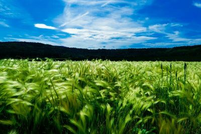 What We Already Know About Grain Stocks and Expected Acres