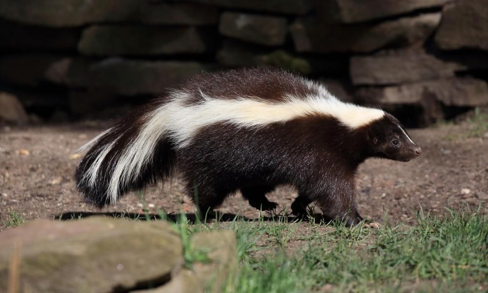 Uptown skunk! Why is the notoriously stinky animal on…