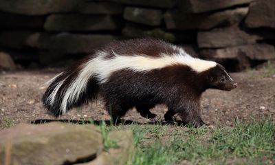 Uptown skunk! Why is the notoriously stinky animal on the loose in London?