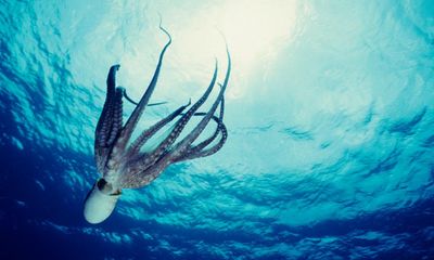 Octopus farming turns my stomach – but are some species really more worthy than others?