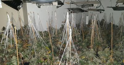 Suspect tried to run away when police found huge cannabis farm