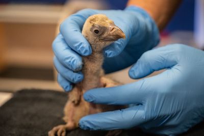 London Zoo celebrates arrival of first vulture chick, named Egbert, in 40 years