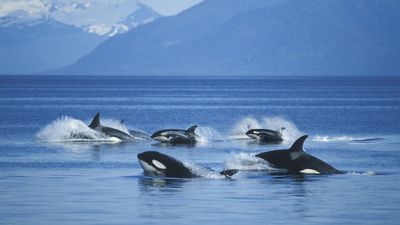 Inbreeding may be causing orca population in the Pacific Northwest to crash