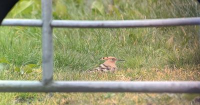 Rare hoopoe bird seen in Comber