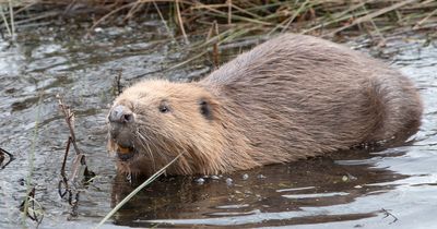 Beaver shot in the face by cruel Scots yob is released back into the wild