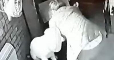 Woman filmed hitting and kicking dogs at her kennel business