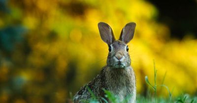 Man left needing 34 stitches after violent row over rabbit