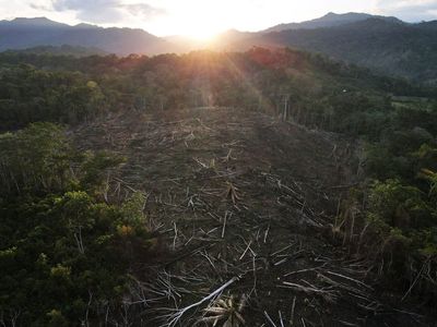 ‘Gone wrong’: Doubts on carbon-credit program in Peru forest