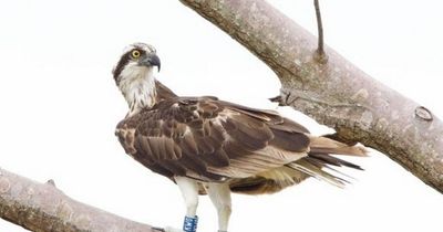 Renfrewshire osprey's "remarkable record" as 4,000-mile Atlantic trip sees it settle on Barbados