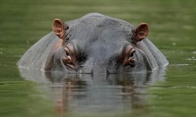 Removing 70 of Pablo Escobar’s hippos to cost Colombia $3.5m