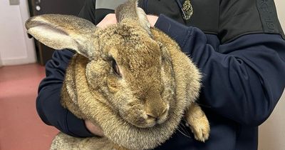 Abandoned giant rabbit Queen Maeve set for new home as DSPCA warns of 'surge' in rabbits as pets at Easter