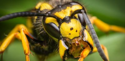 What the complicated social lives of wasps can teach us about the evolution of animal societies