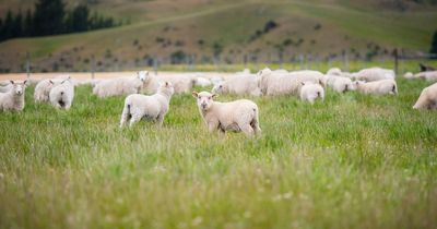 Three dead lambs dumped in Co Tyrone field
