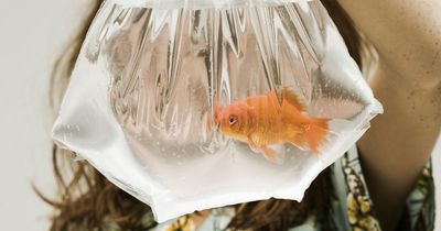 Council bans goldfish at fairs because they are 'challenging to look after'