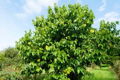 Mulberry bush that inspired nursery rhyme has new lease of life