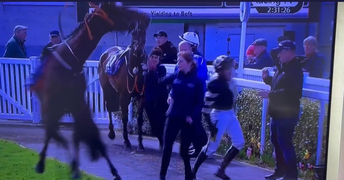 Derry jockey kicked by Horse before race at Naas