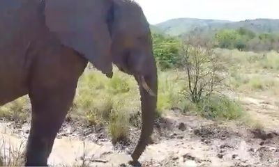 Watch: Playful elephant involves tourists in mud-bath experience