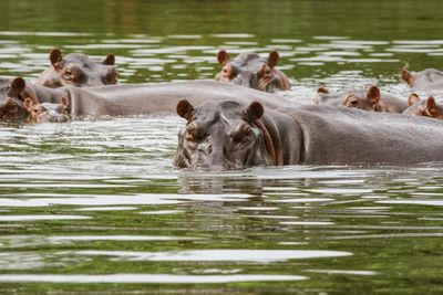 Colombian government to spend $3.5 million moving Pablo Escobar’s hippos