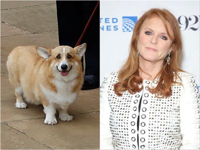 Sarah Ferguson told that Queen’s corgis diets are ‘off’ by pet psychic