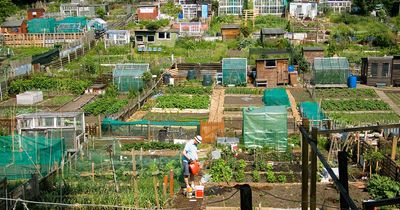 Edinburgh school meals, allotments and pitch hire prices increased by council