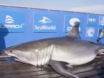 Experts say group of great white sharks are gathered off North Carolina
