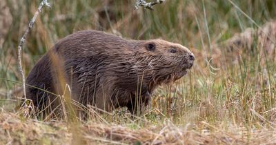 Beaver who was discovered by Scots roadside after being shot in the face released back into the wild